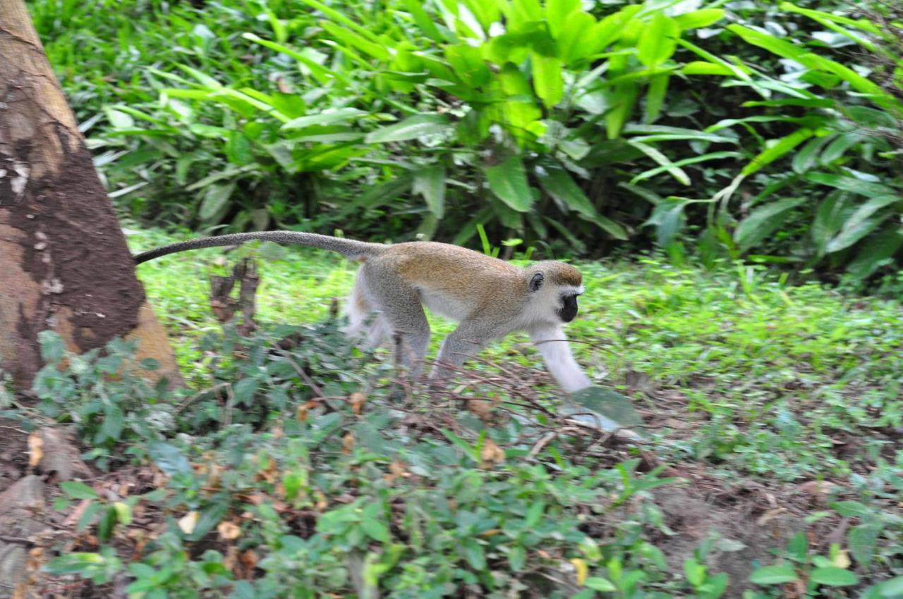 Karama Lodge Arusha Bagian luar foto